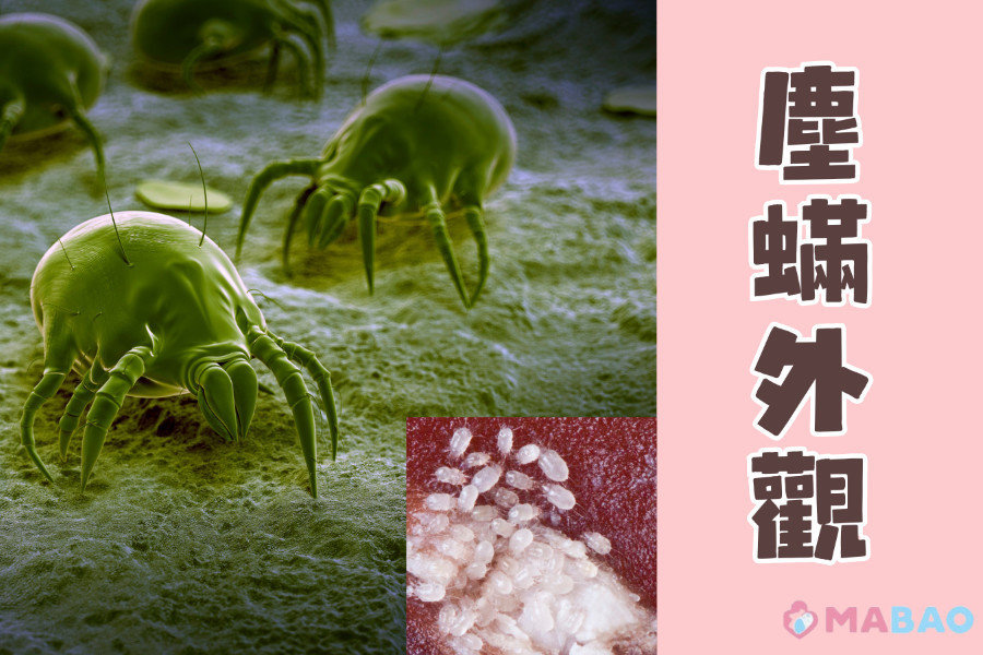 塵蟎外觀